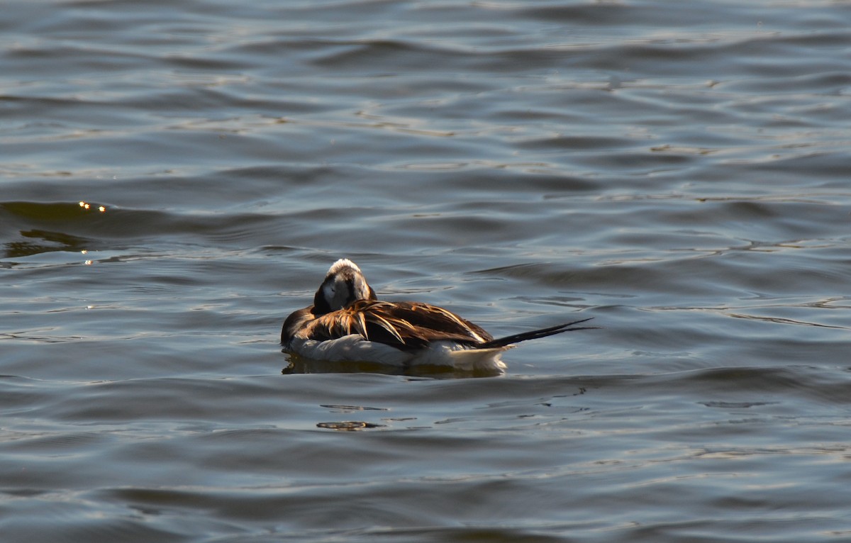 Long-tailed Duck - Chantale Girard