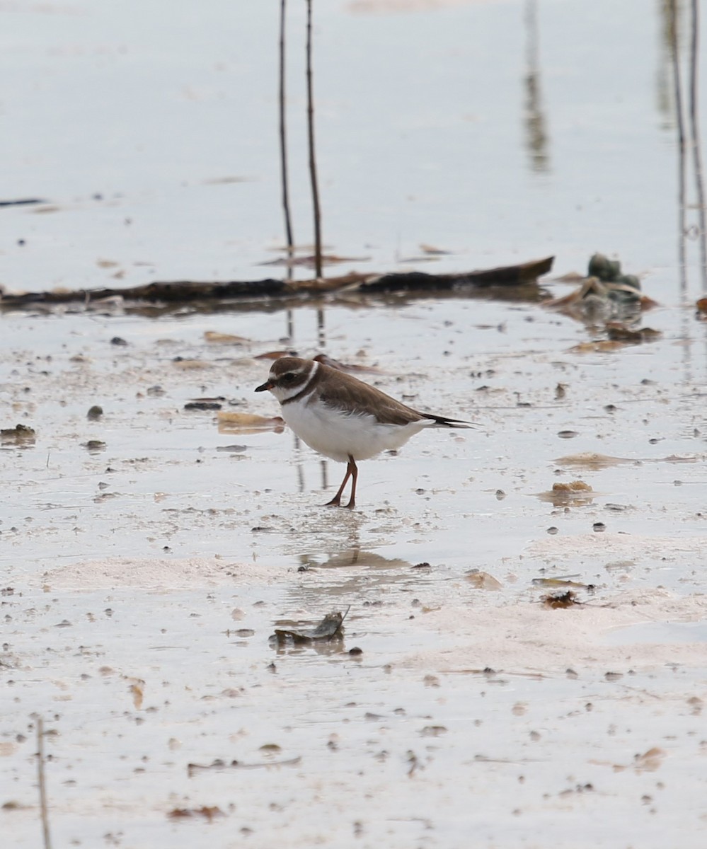 Semipalmated Plover - ML238278231