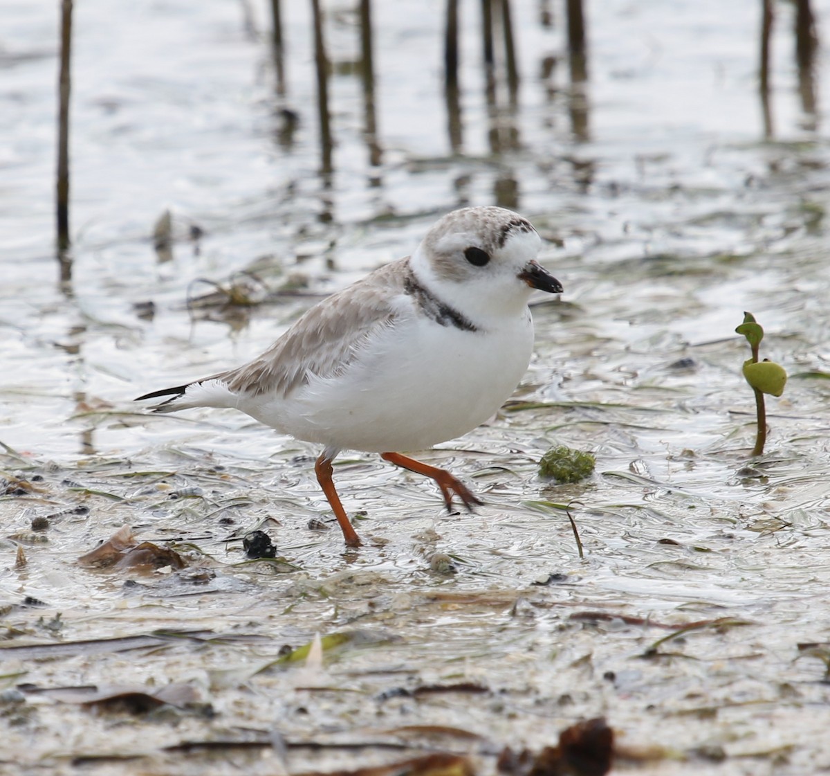 Piping Plover - ML238278381