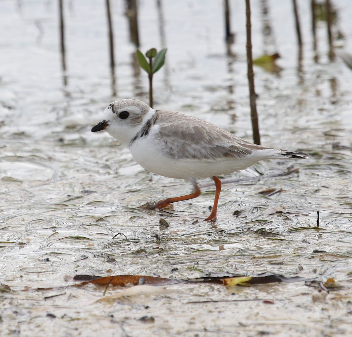 Piping Plover - ML238278391