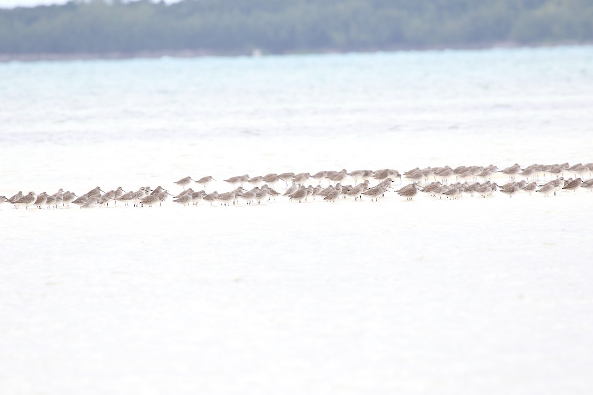 Short-billed/Long-billed Dowitcher - ML238278811