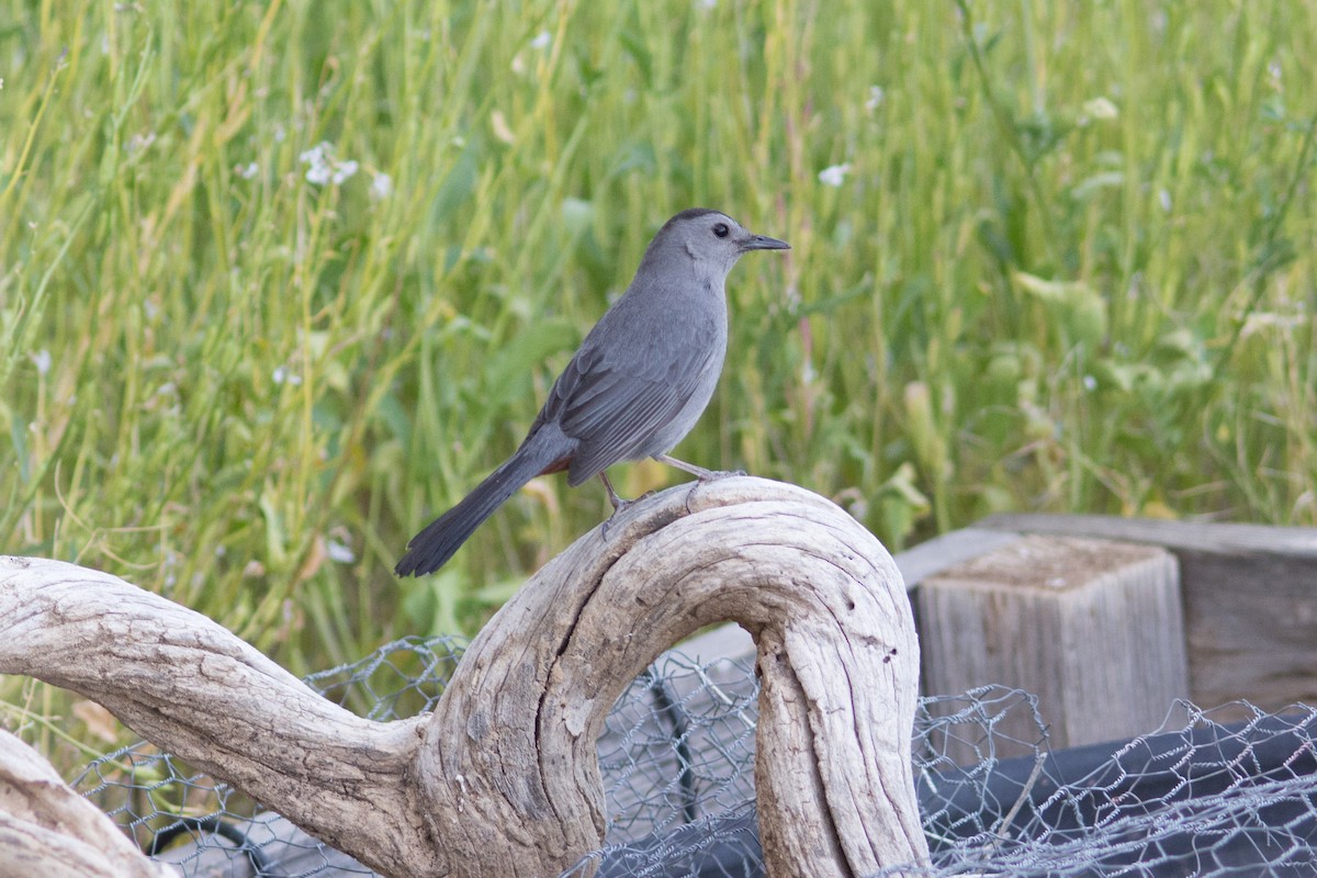 Gray Catbird - Alexia S.(wkingfisher)