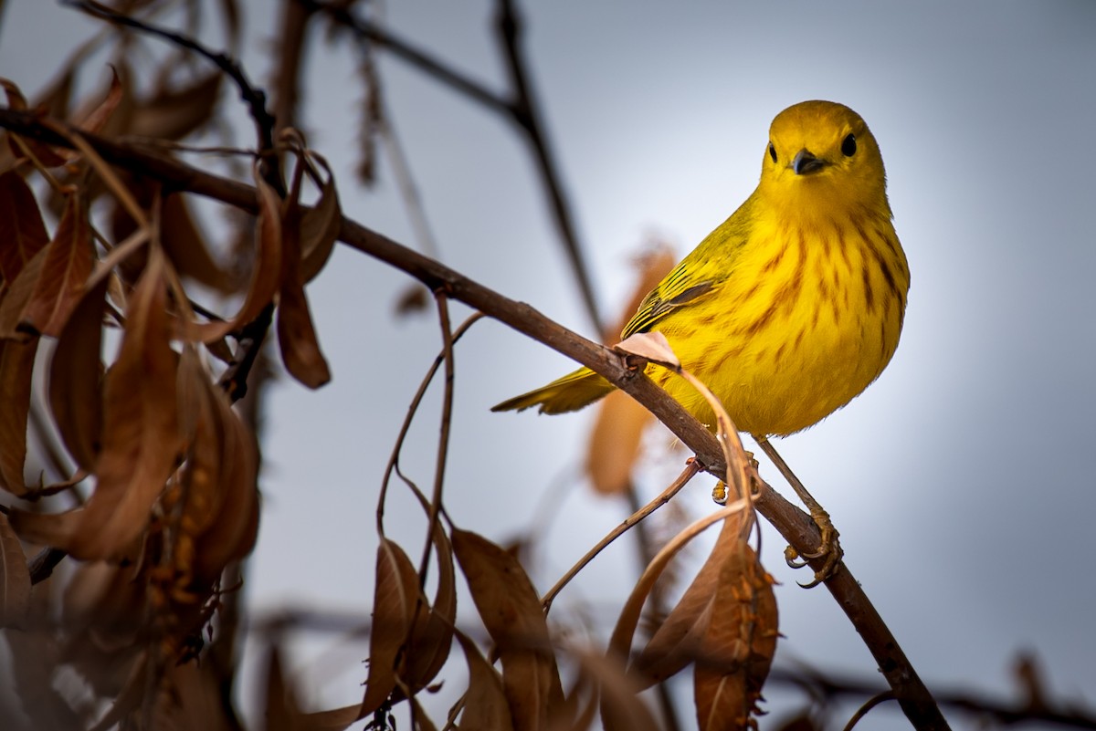 Yellow Warbler - ML238280341