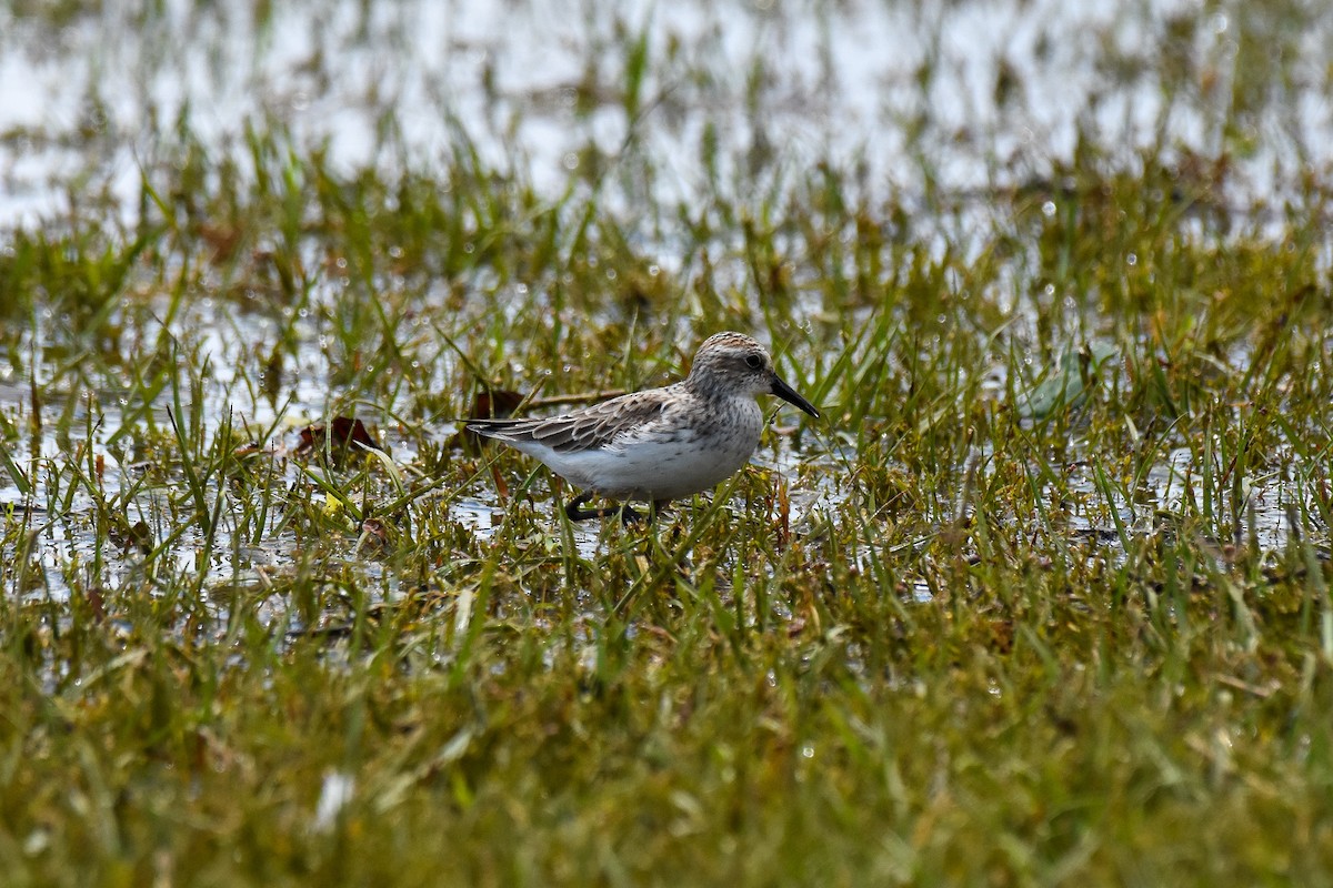 Semipalmated Sandpiper - ML238282791