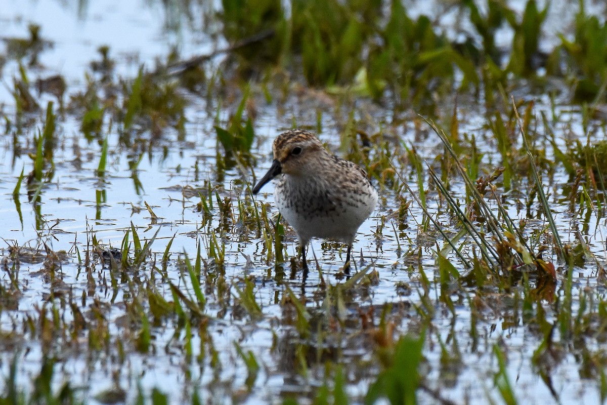 Semipalmated Sandpiper - ML238282801