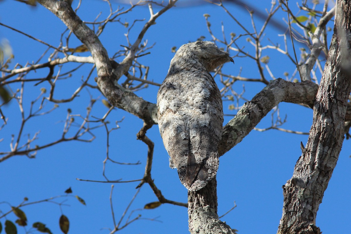 Great Potoo - ML238283311