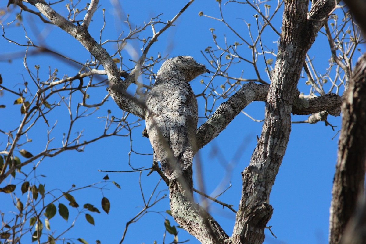 Great Potoo - ML238283541