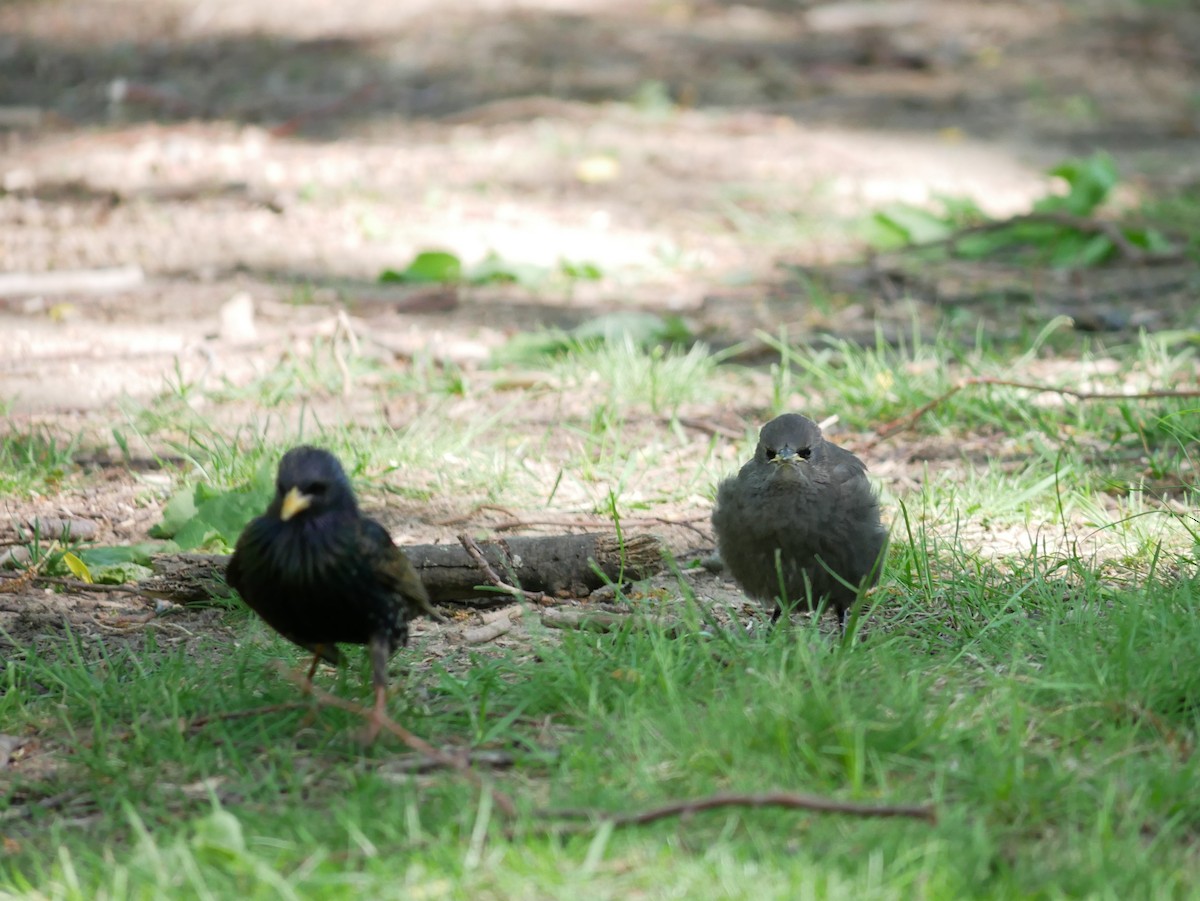 European Starling - ML238284871