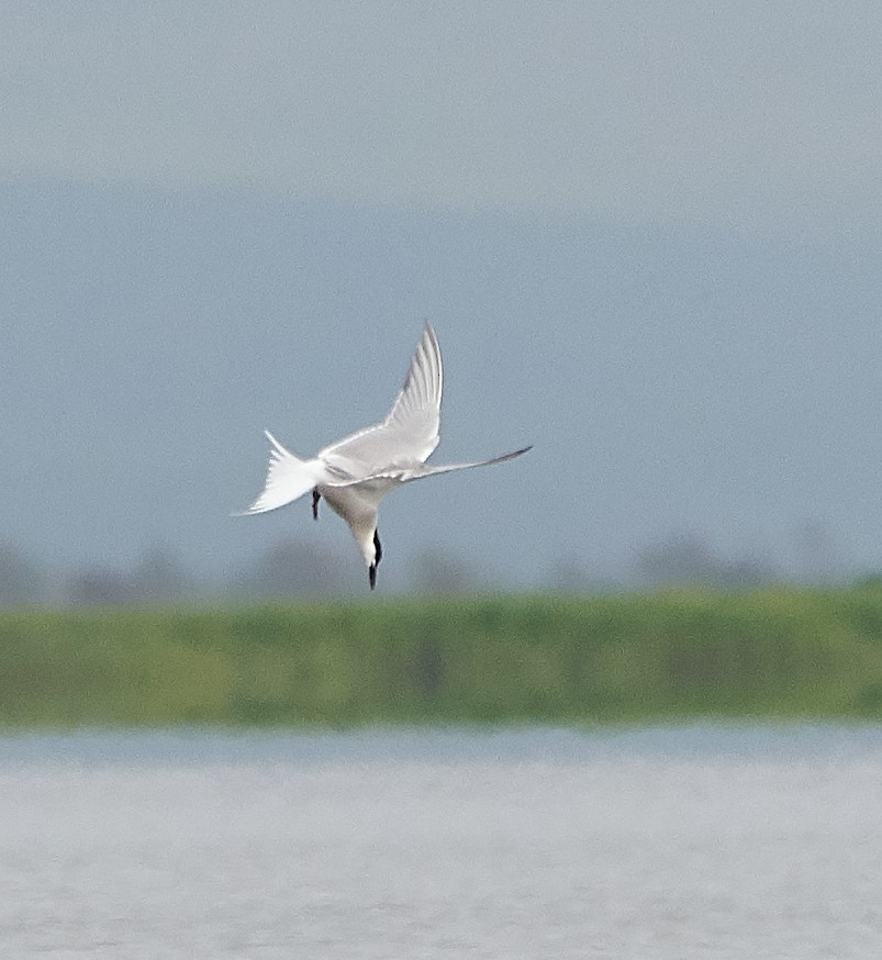 Common Tern (longipennis) - ML238285241