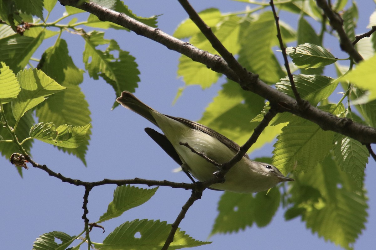 Ötücü Vireo - ML238285361