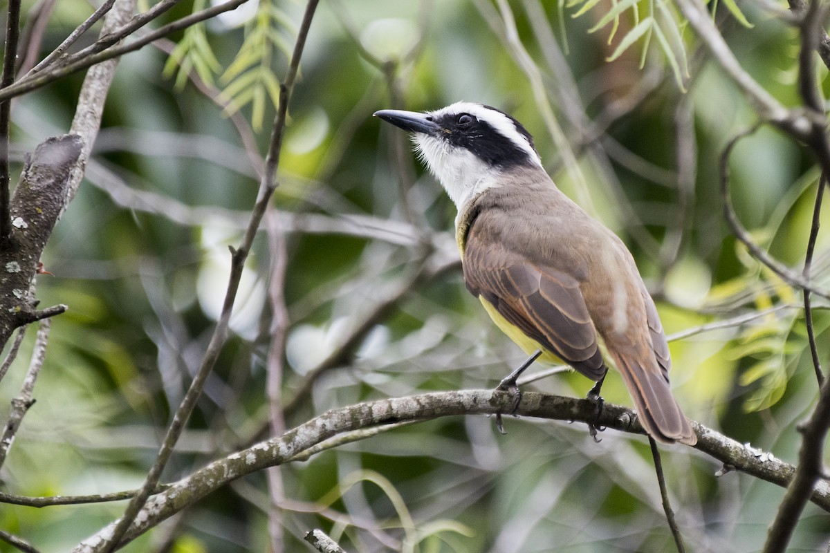 Great Kiskadee - ML238288541