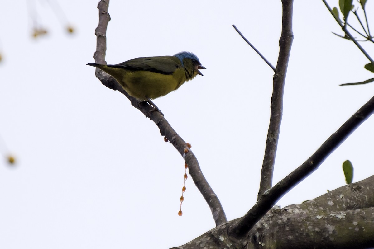 Golden-rumped Euphonia - ML238289071