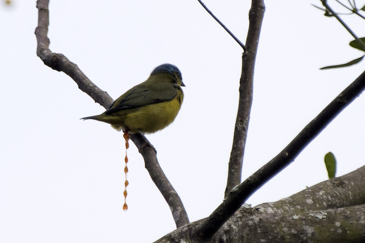 Golden-rumped Euphonia - ML238289111