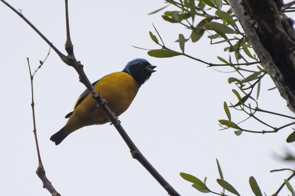 Golden-rumped Euphonia - ML238289141