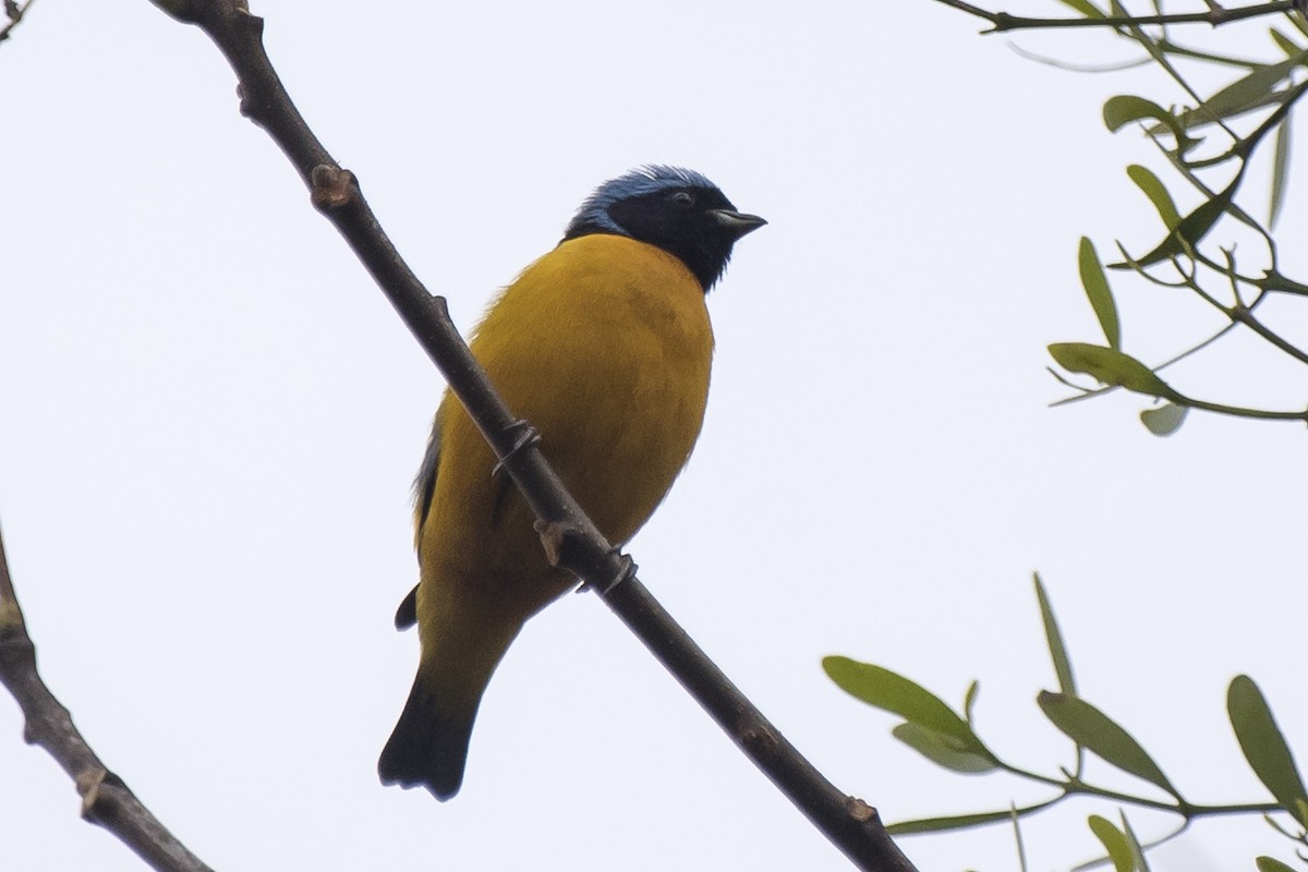 Golden-rumped Euphonia - ML238289161