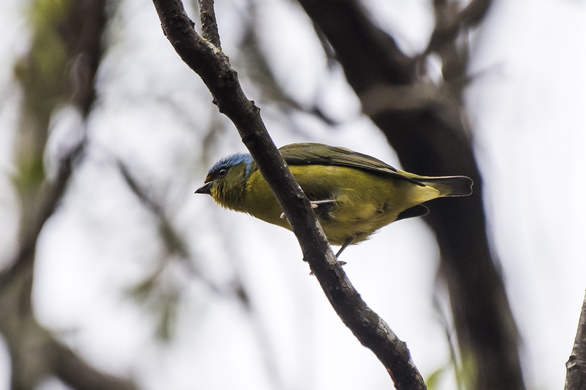 Golden-rumped Euphonia - ML238289251