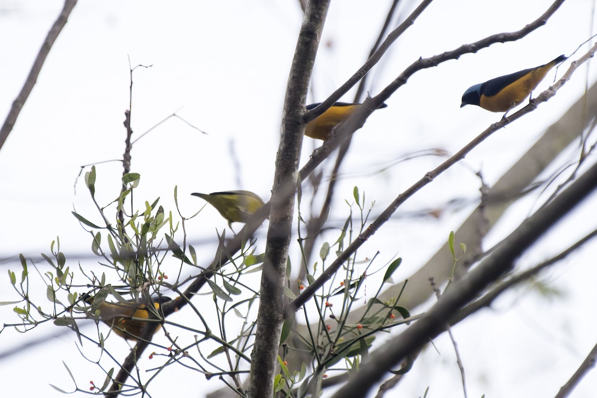 Golden-rumped Euphonia - ML238289401