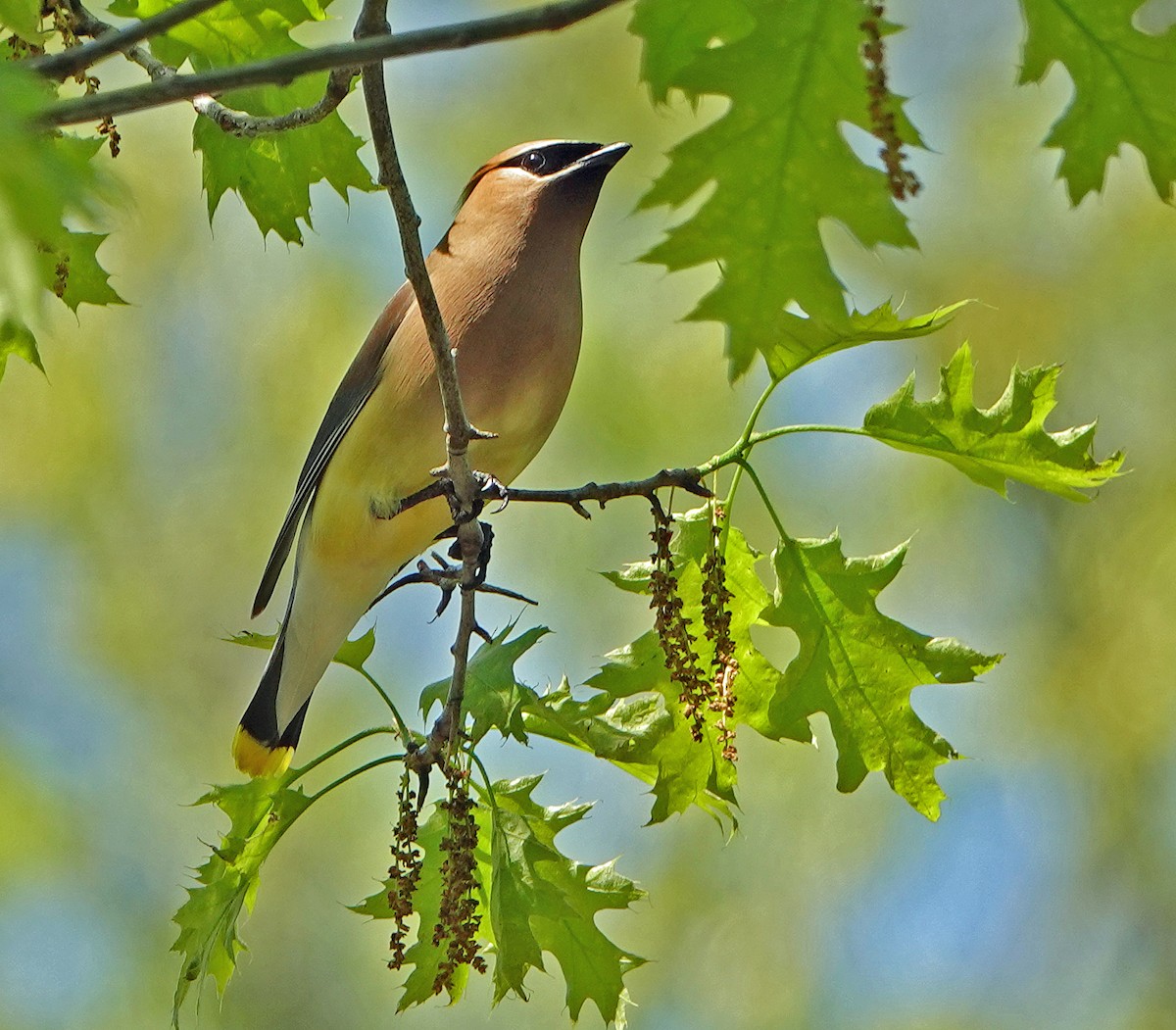 Cedar Waxwing - Lin McGrew