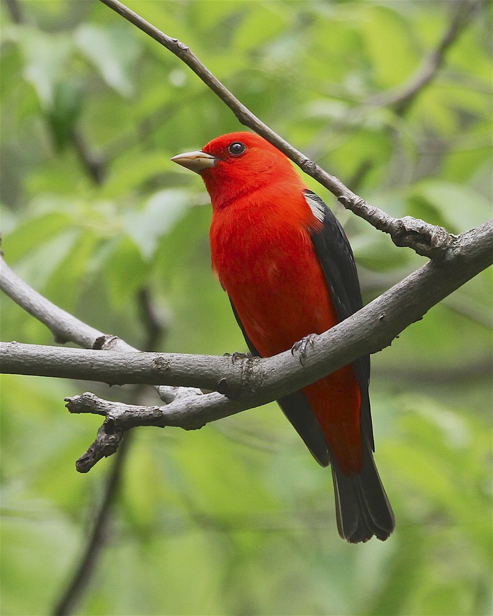 Scarlet Tanager - ML238291261