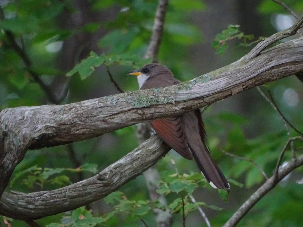 Yellow-billed Cuckoo - ML238291491