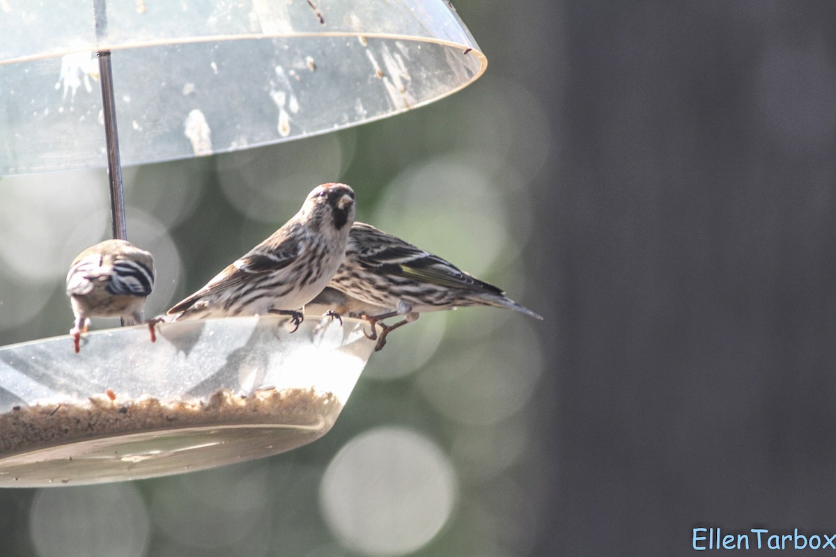 Redpoll (Common) - ML23829311