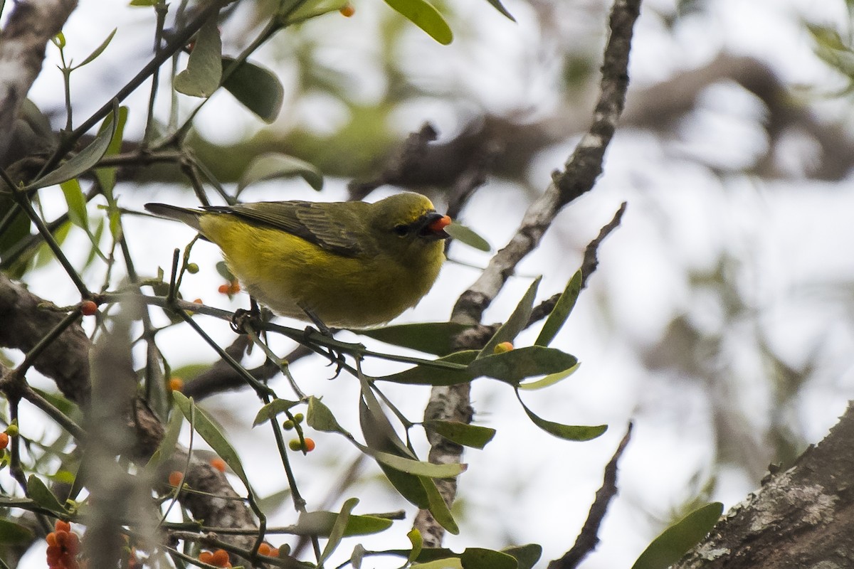 Purple-throated Euphonia - ML238293231