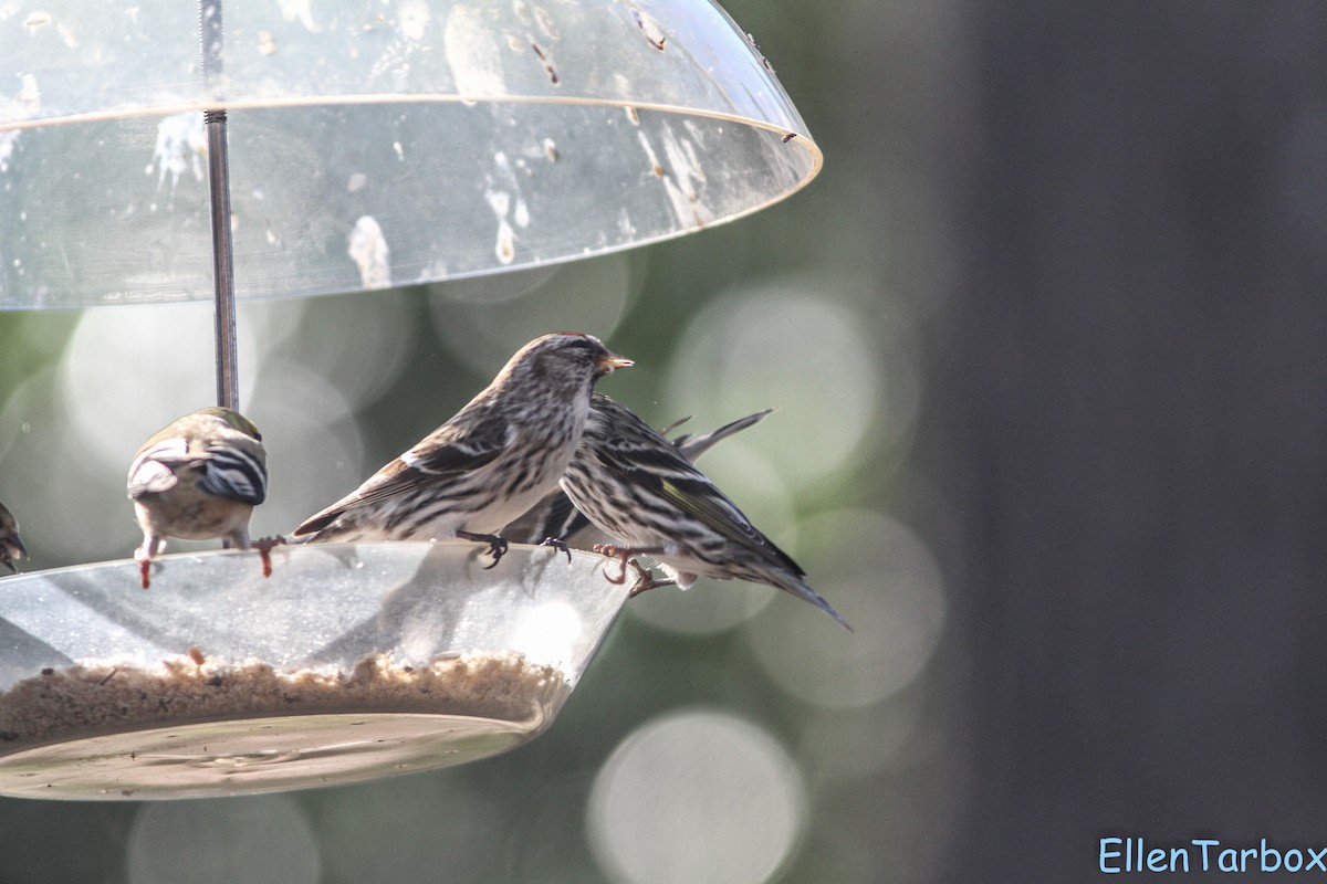 Redpoll (Common) - ML23829371
