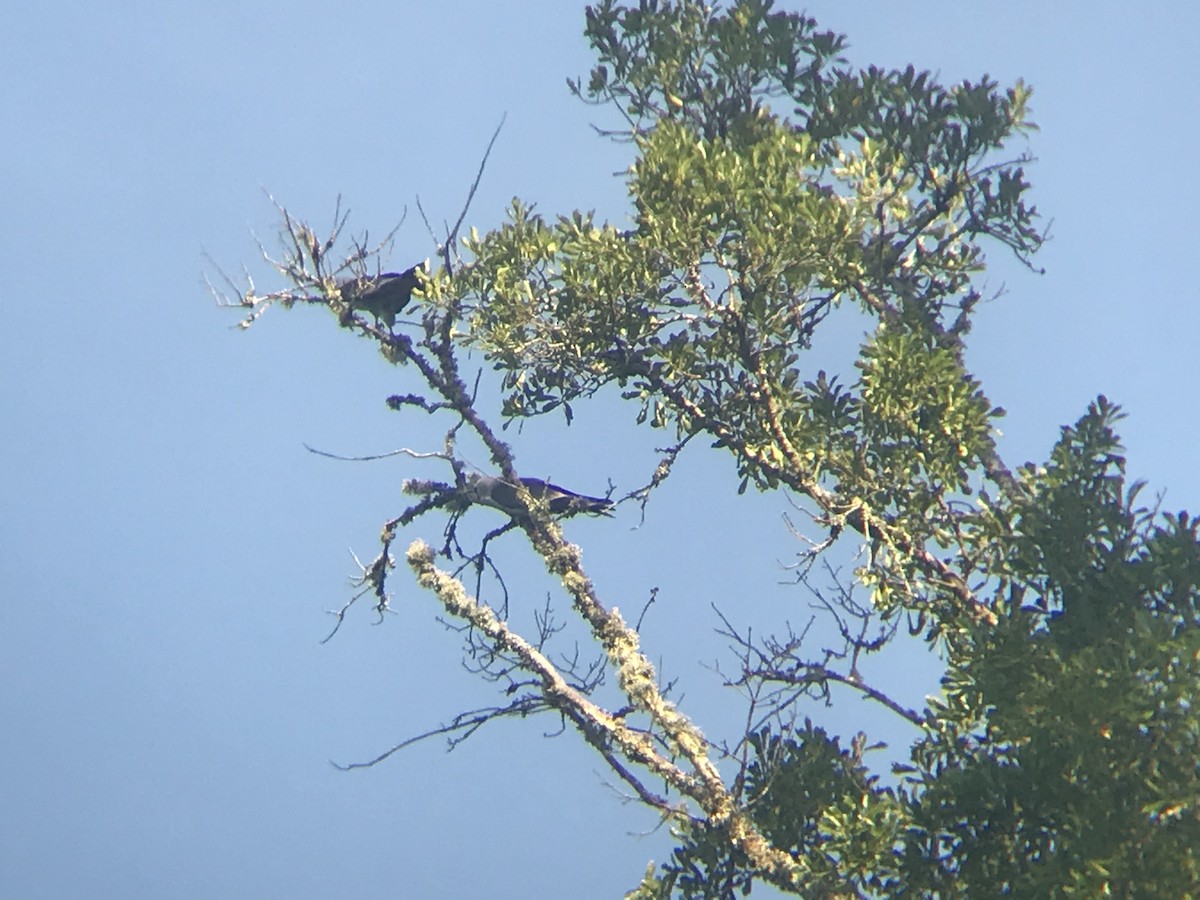 Mississippi Kite - Susan Wood