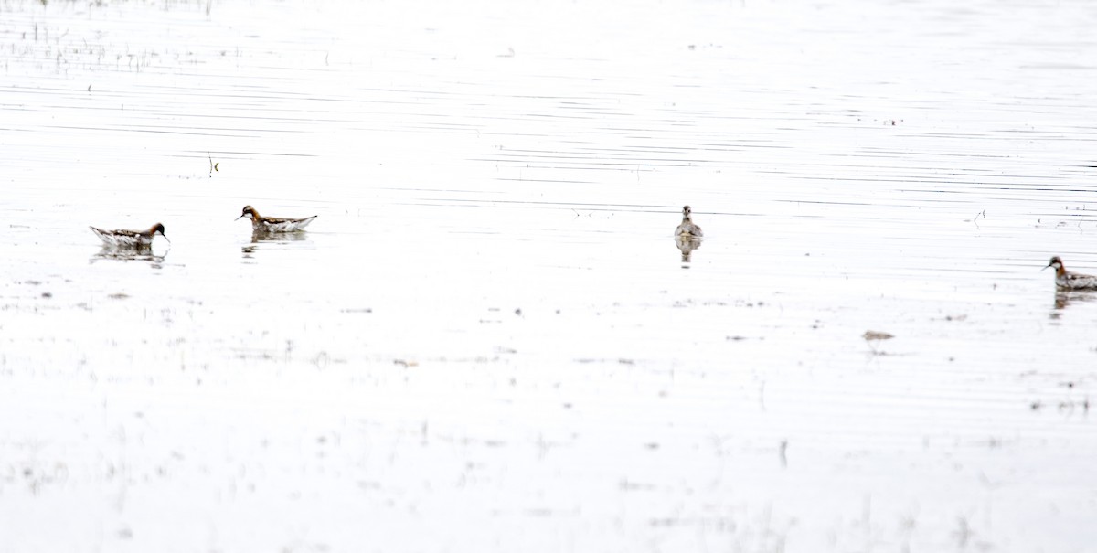 Red-necked Phalarope - Robert Rybczynski