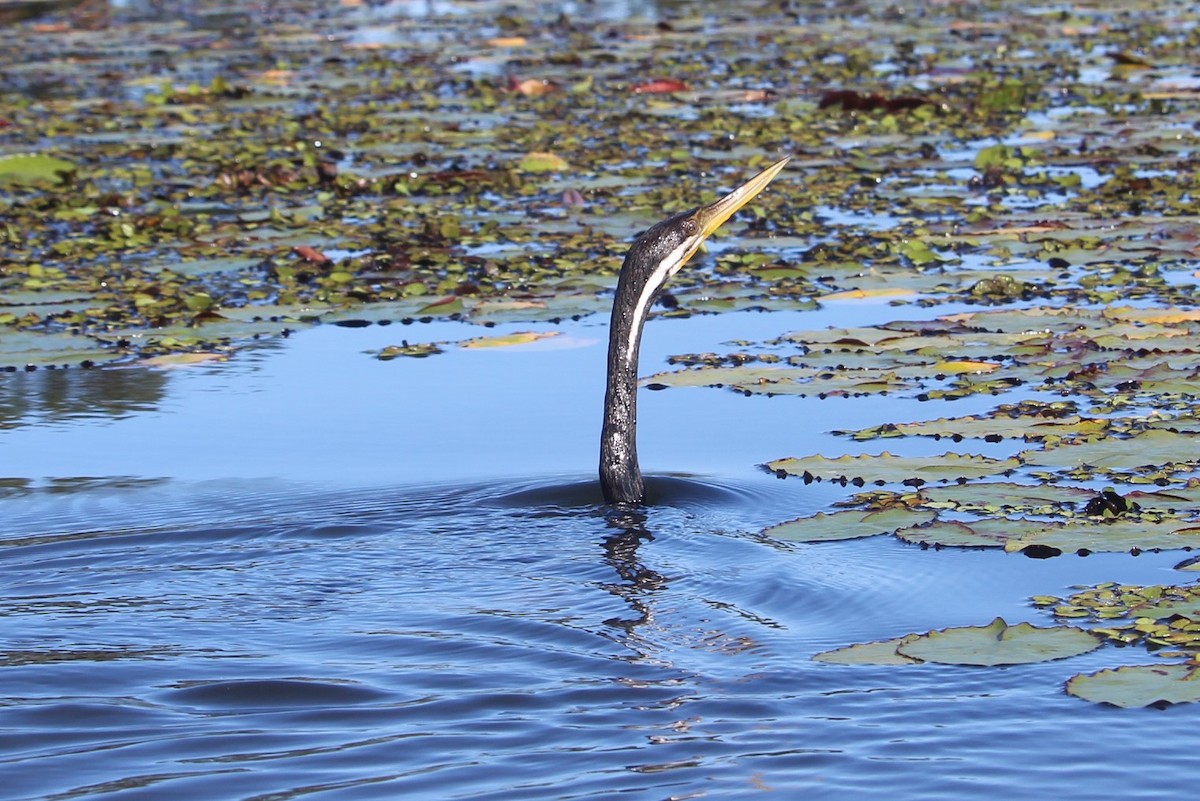 Australasian Darter - Jan and Larry Martin