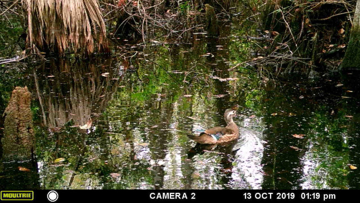 Wood Duck - ML238297041