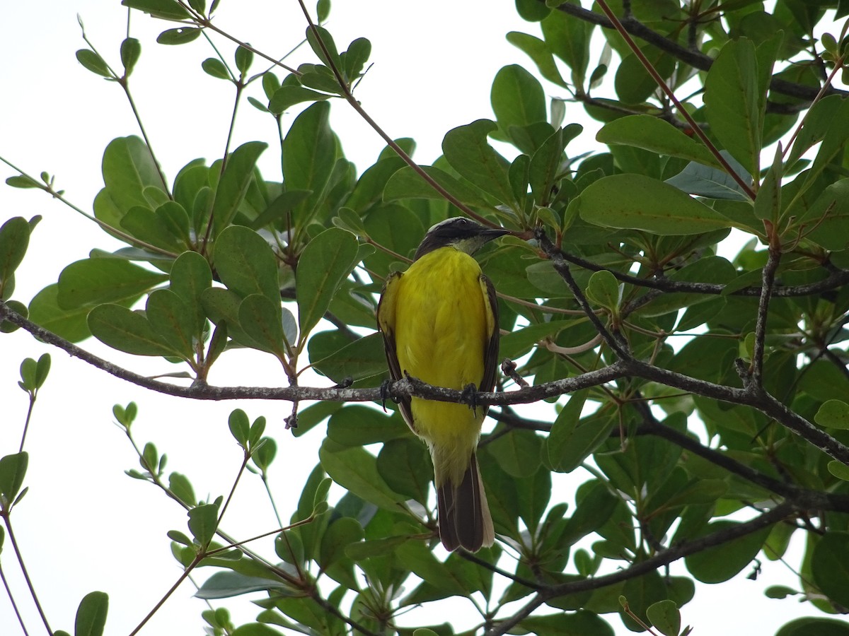 Great Kiskadee - ML238298901