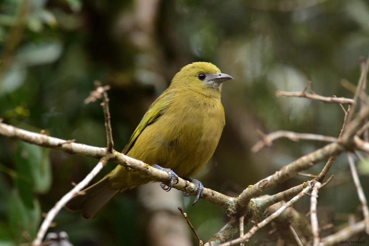 Palm Tanager - Dante Gabriel Moresco