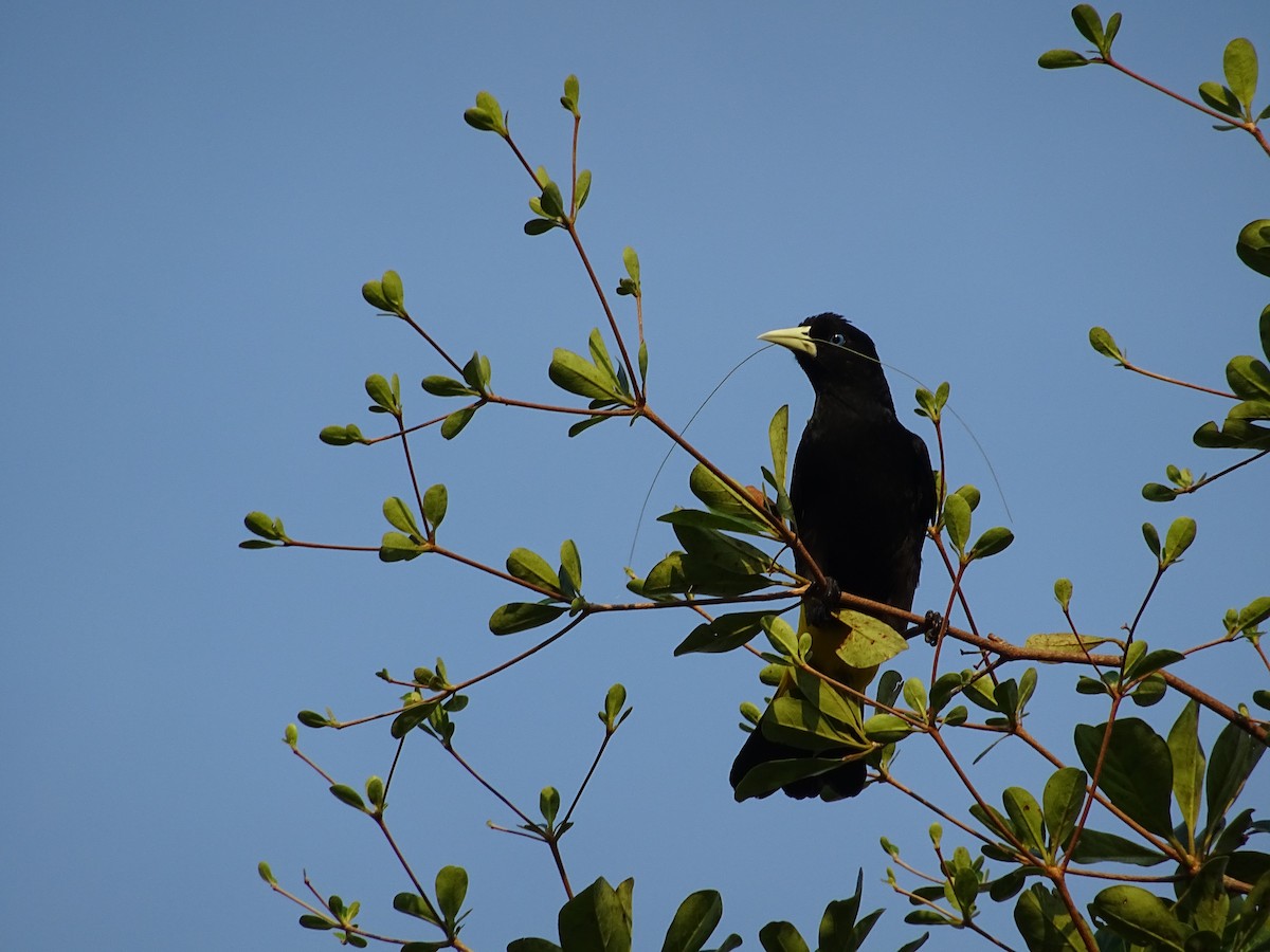 Yellow-rumped Cacique - ML238299121