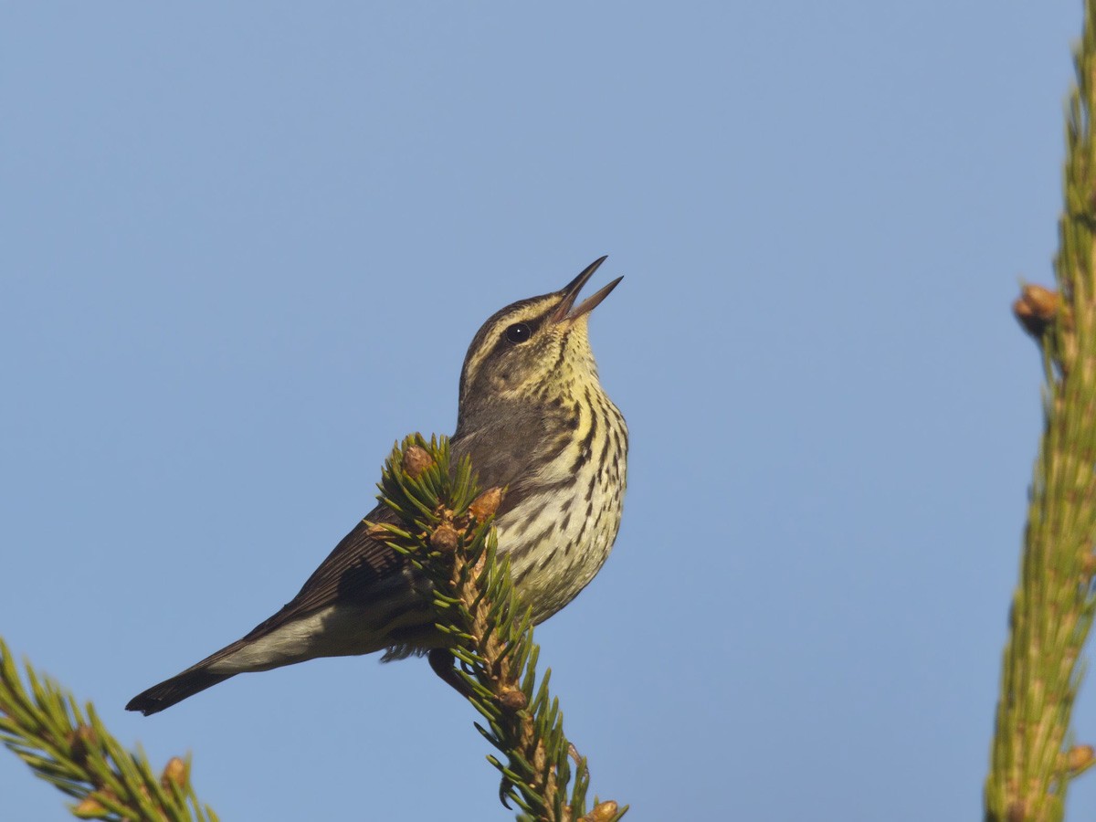 Northern Waterthrush - pierre martin