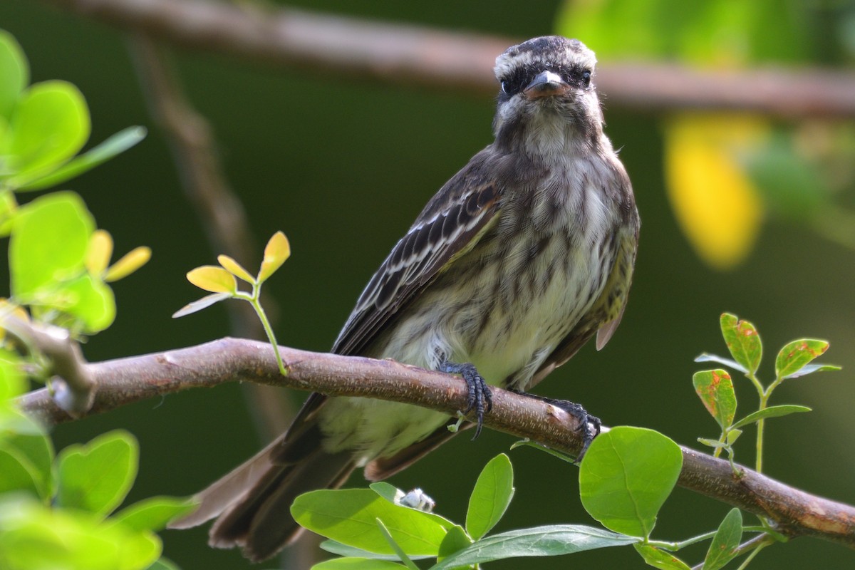 Variegated Flycatcher - Michael Tromp