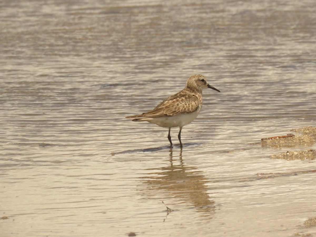 Bairdstrandläufer - ML238300431