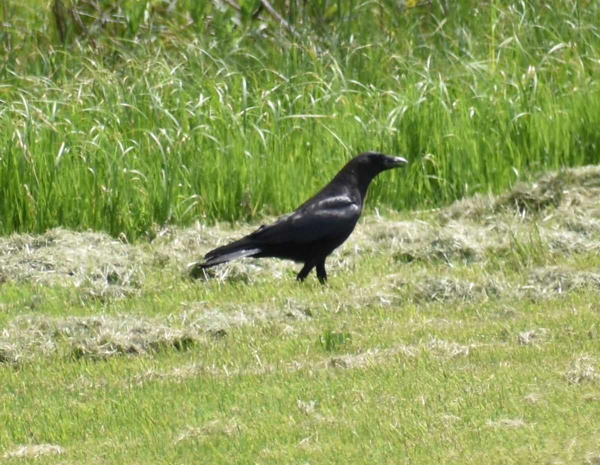 American Crow - ML238300501