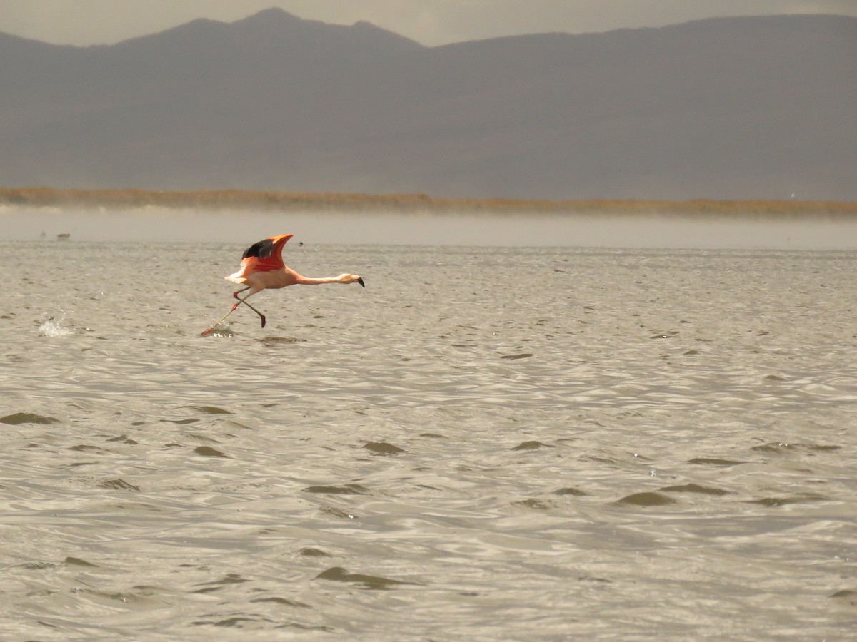 Chilean Flamingo - ML238300581