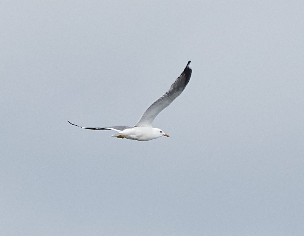 Common Gull (Kamchatka) - Brooke Miller