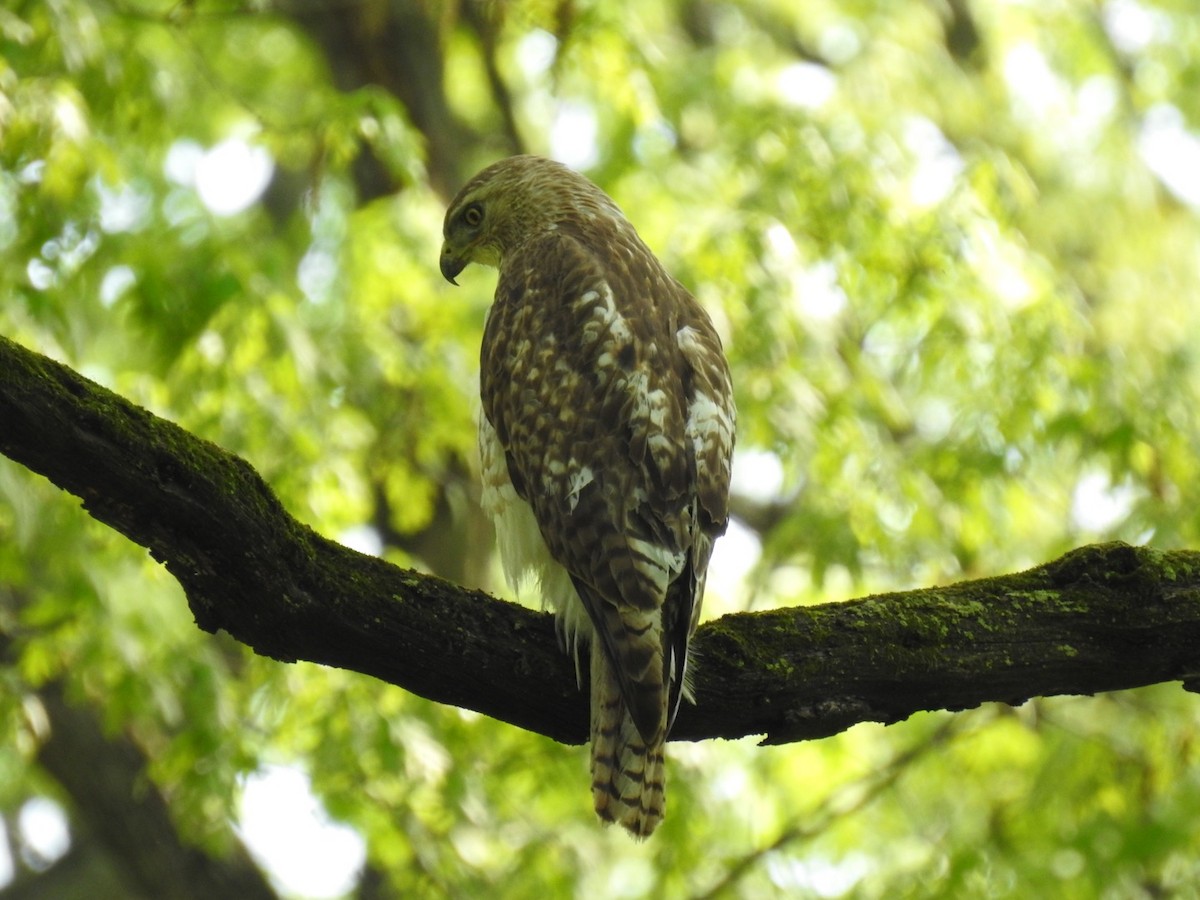 Red-tailed Hawk - ML238301601