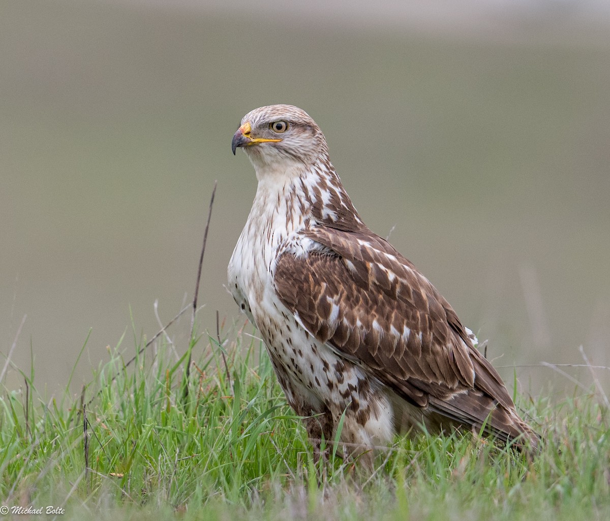 Ferruginous Hawk - ML23830301