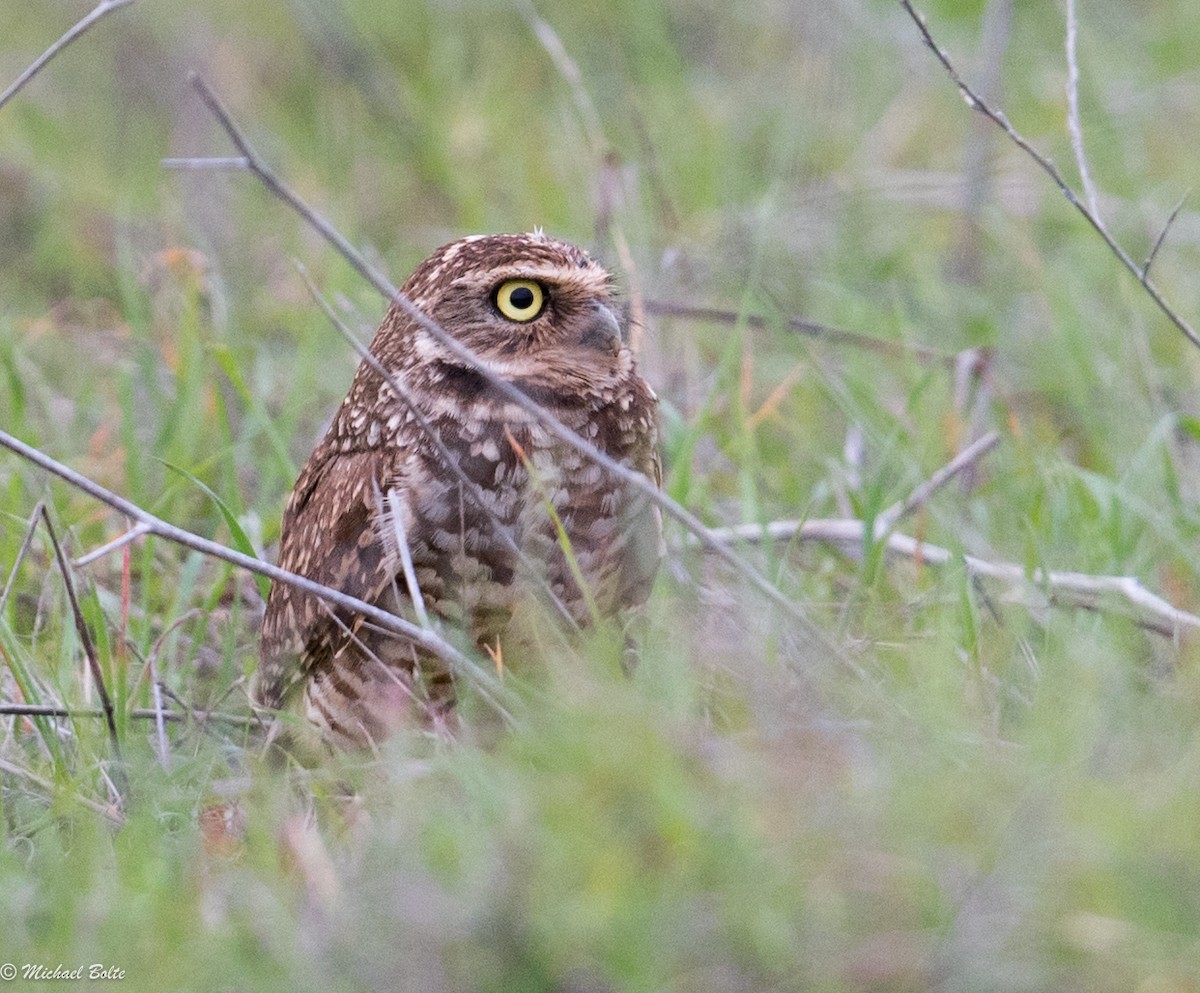 Burrowing Owl - ML23830421