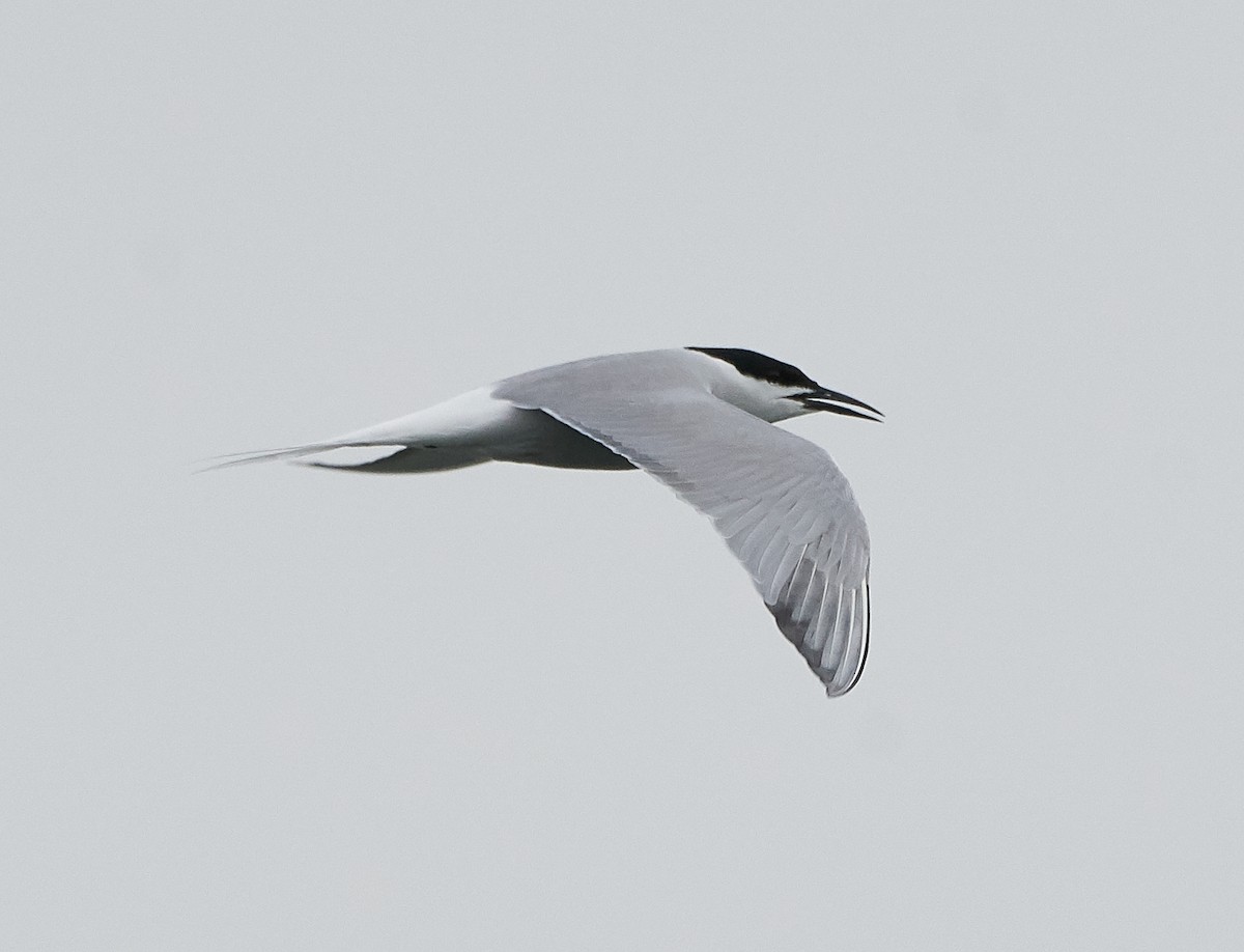 Common Tern (longipennis) - ML238304251