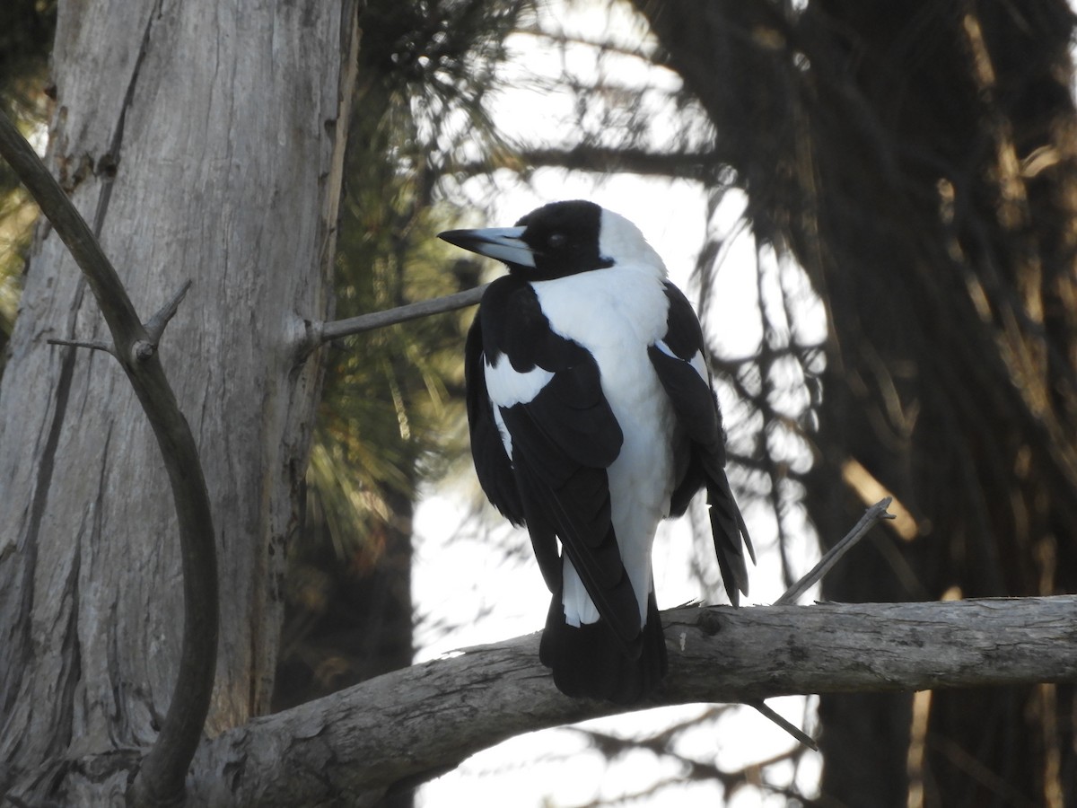 Australian Magpie - ML238304381