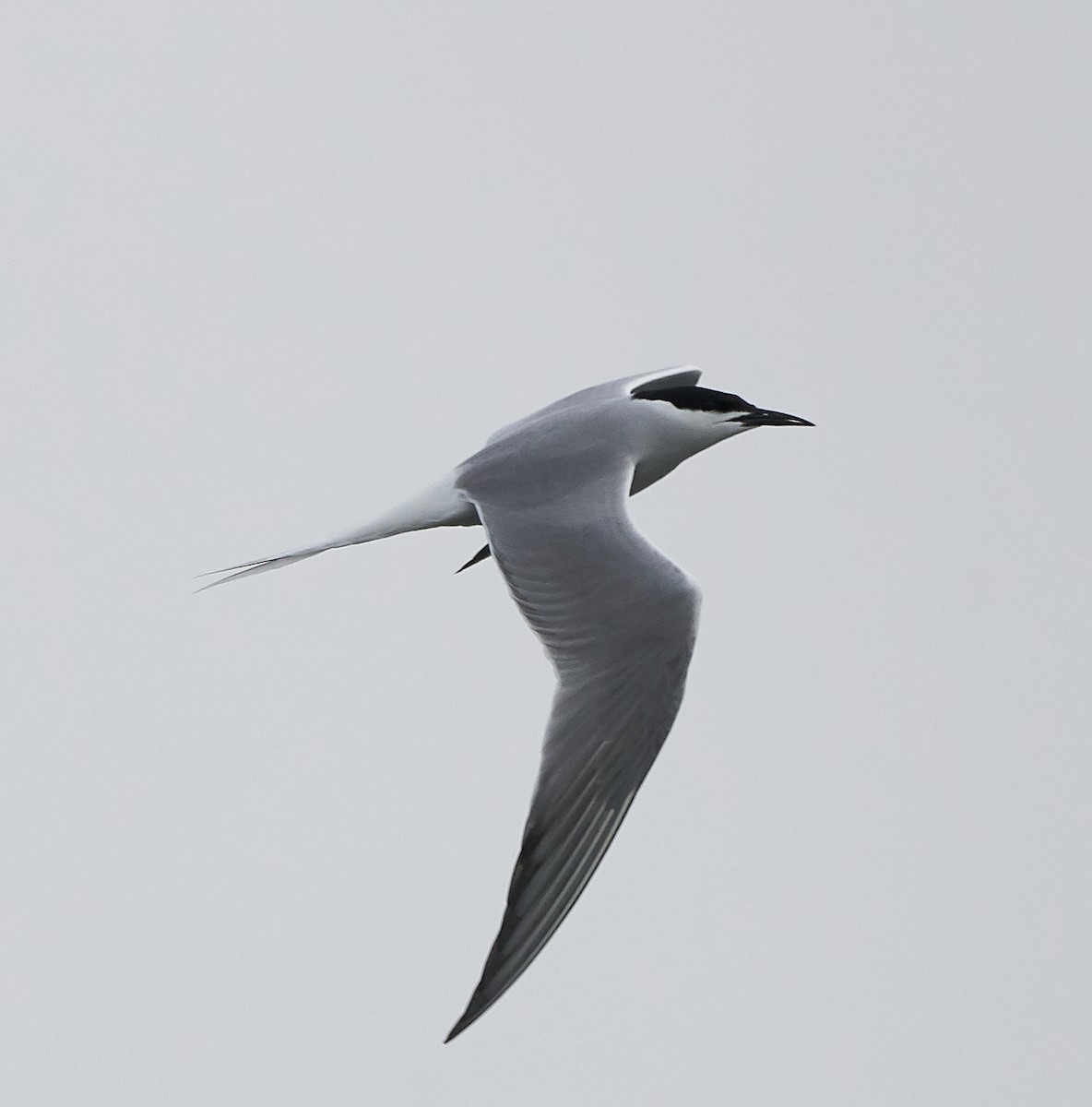 Common Tern (longipennis) - ML238304461