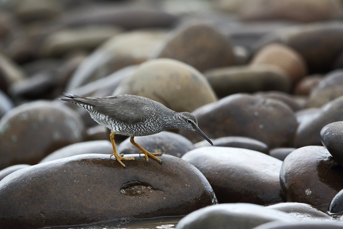 Wandering Tattler - ML238304571