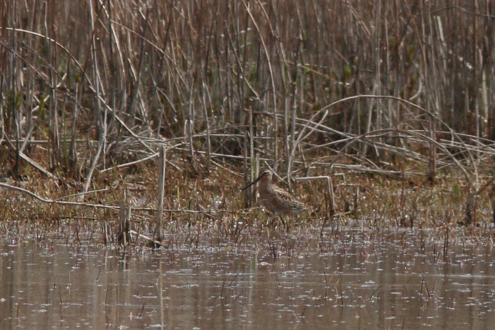 Short-billed Dowitcher - ML238305501