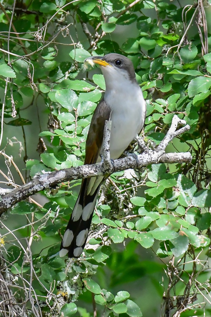 Yellow-billed Cuckoo - ML238306161