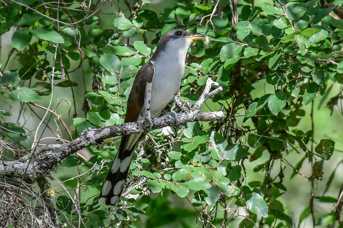 Yellow-billed Cuckoo - ML238306211